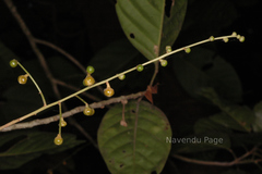 Aglaia simplicifolia